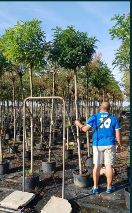 Pin pitic și normal