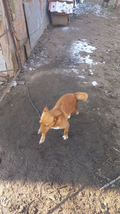 Подарявам мъжко куче на 6 месеца