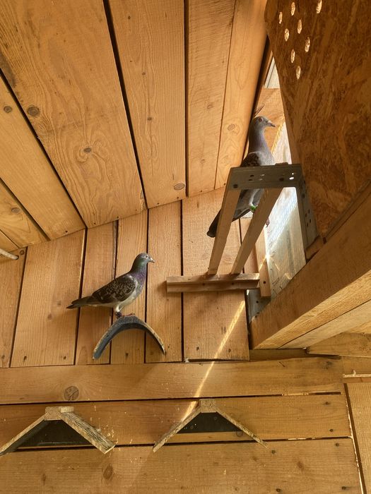 Porumbei de la matca