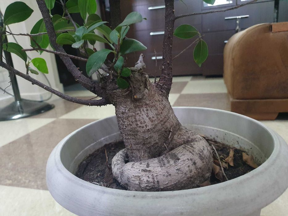 Bonsai Ficus Ginseng 25 de Ani, 70 cm