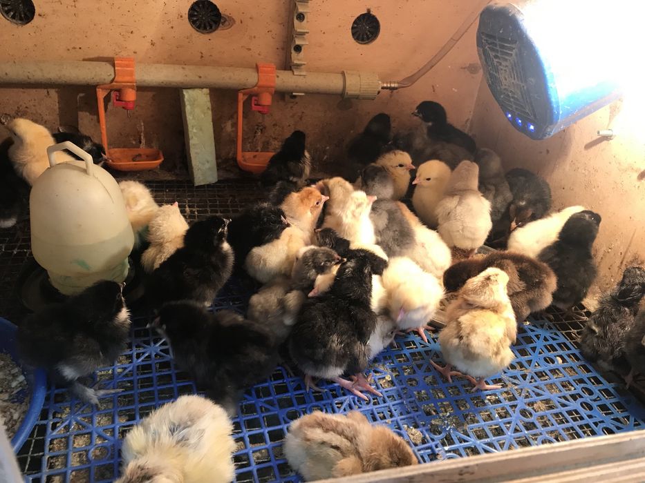 Продаю домашнию птицу и кроликов