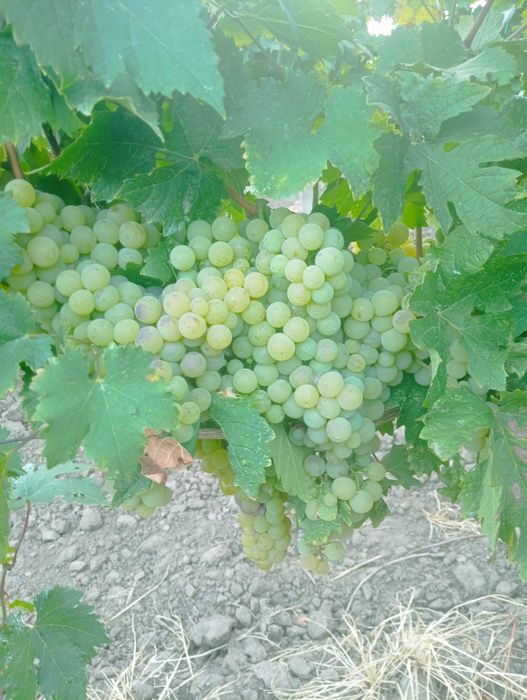Vand struguri de vin la sac