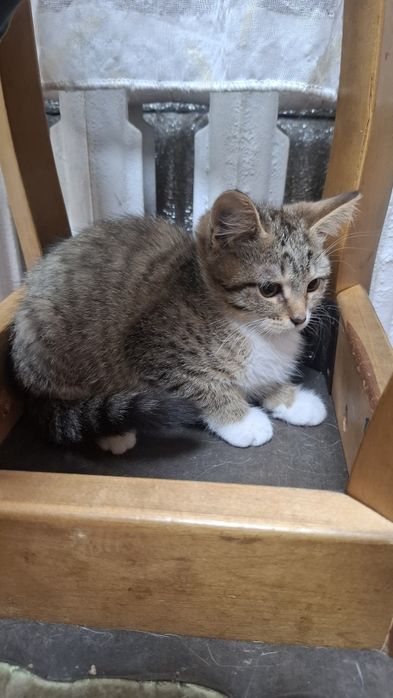 Отдам котенка девочка