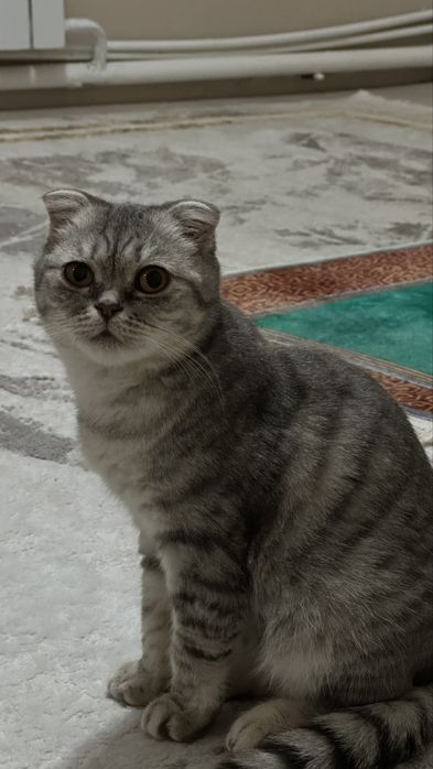 Кімде еркек мысық бар ақшаға 1-2 күнге керек