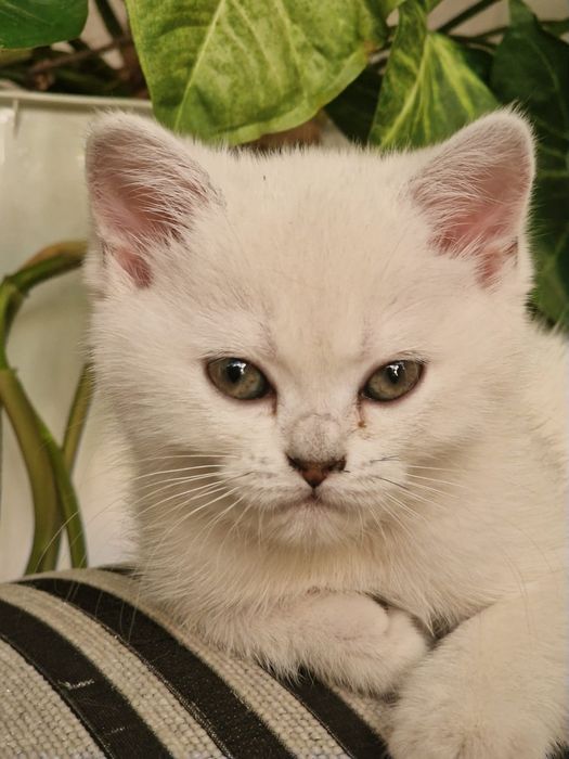 Два шотландских котёнка.
