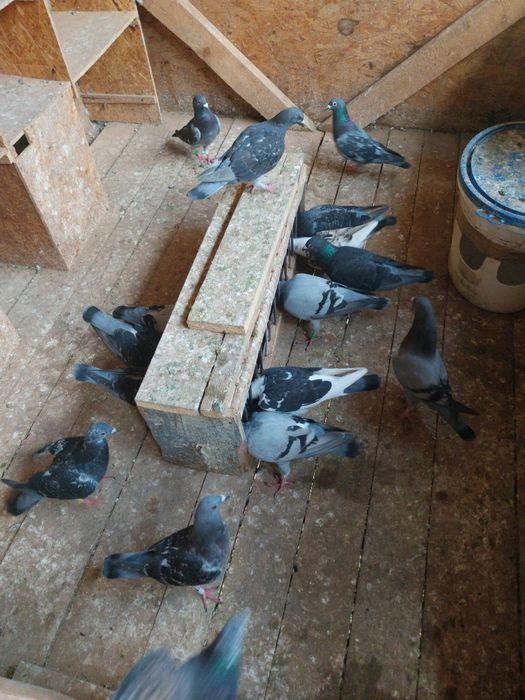 Porumbei voiajori  pui nezburati și maturi