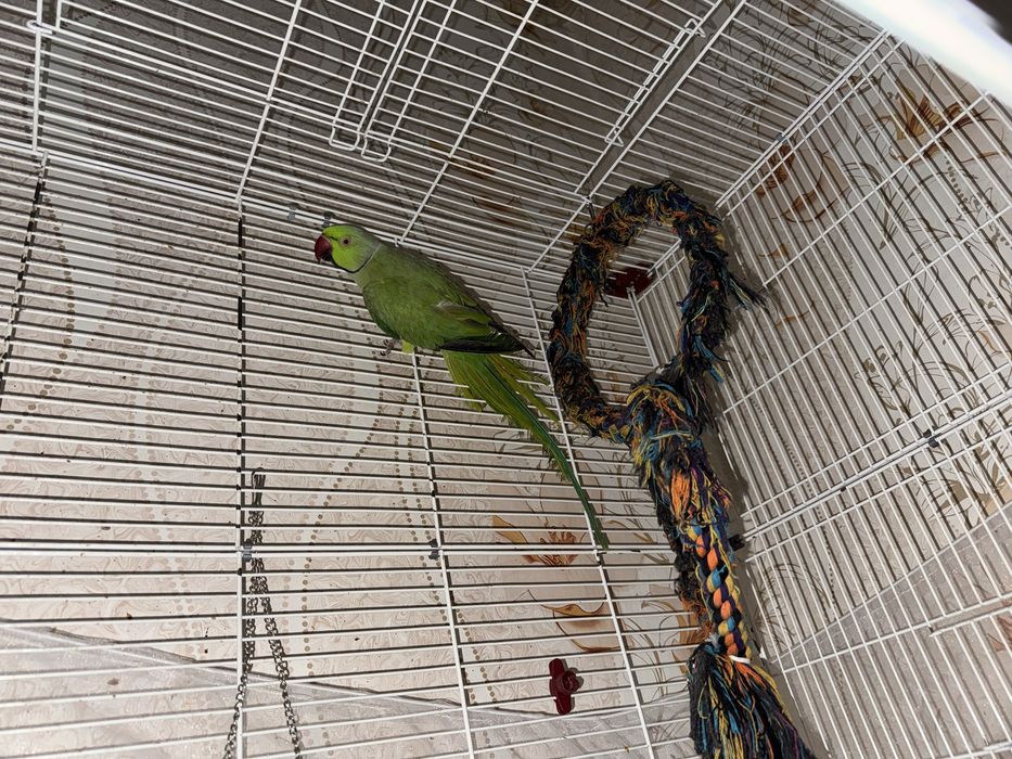 Попугай ожереловый