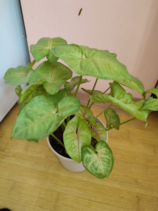 Комнатные цветы недорого ухоженные