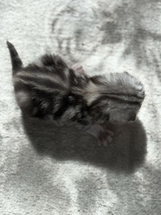 продам котят Скоттиш Фолт
