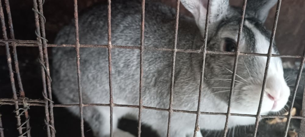 Кролики породистые