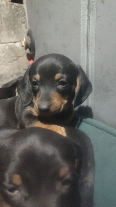 Baietel teckel talie mica