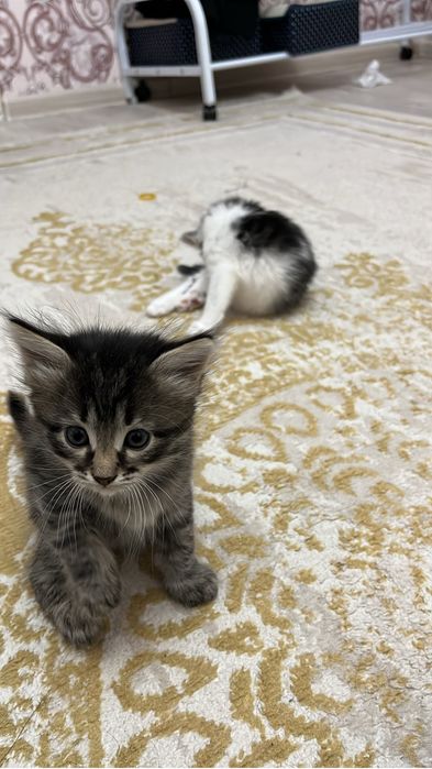 отдам котяток, уральск