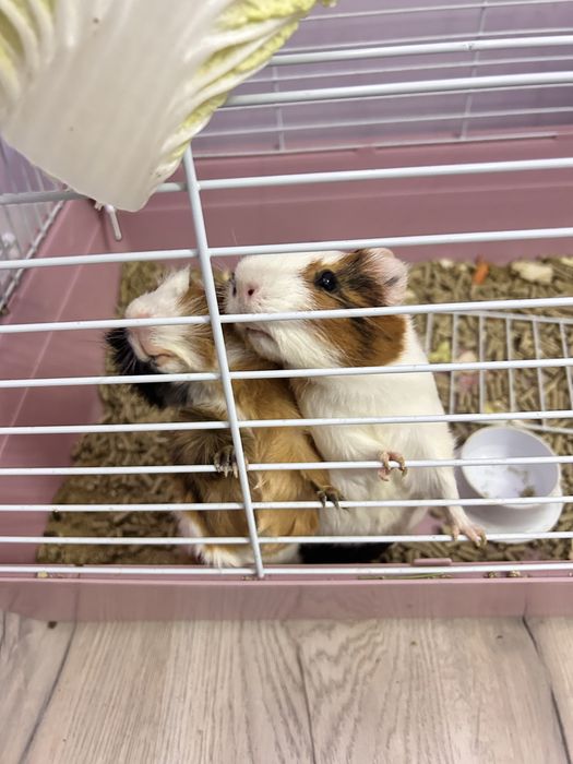 Продаются морские свинки