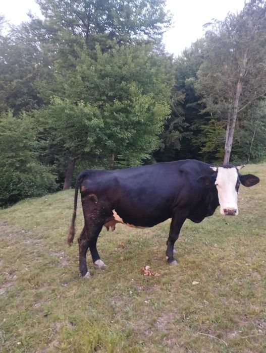 Vaci gestante de vânzare