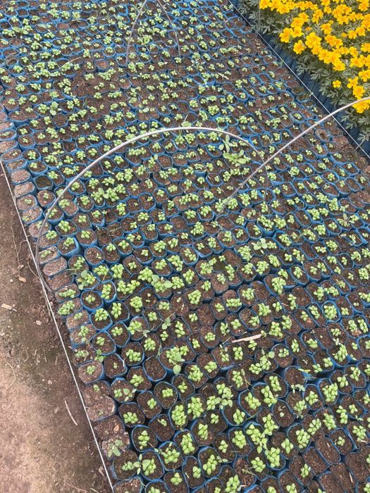 Bananza gul, Gul ko’chatlari, Gul ko’chatlar. Гул кучат, Цветы. Гуллар