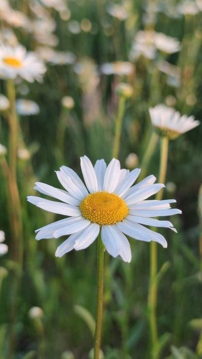 Рассада ромашки белая