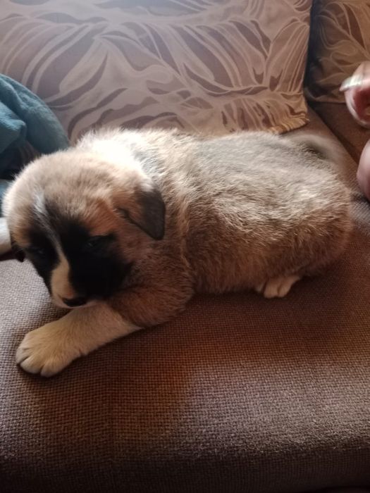 Щенки САО помесь