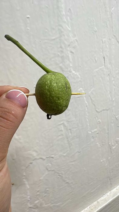 Зеленый грецкий орех
