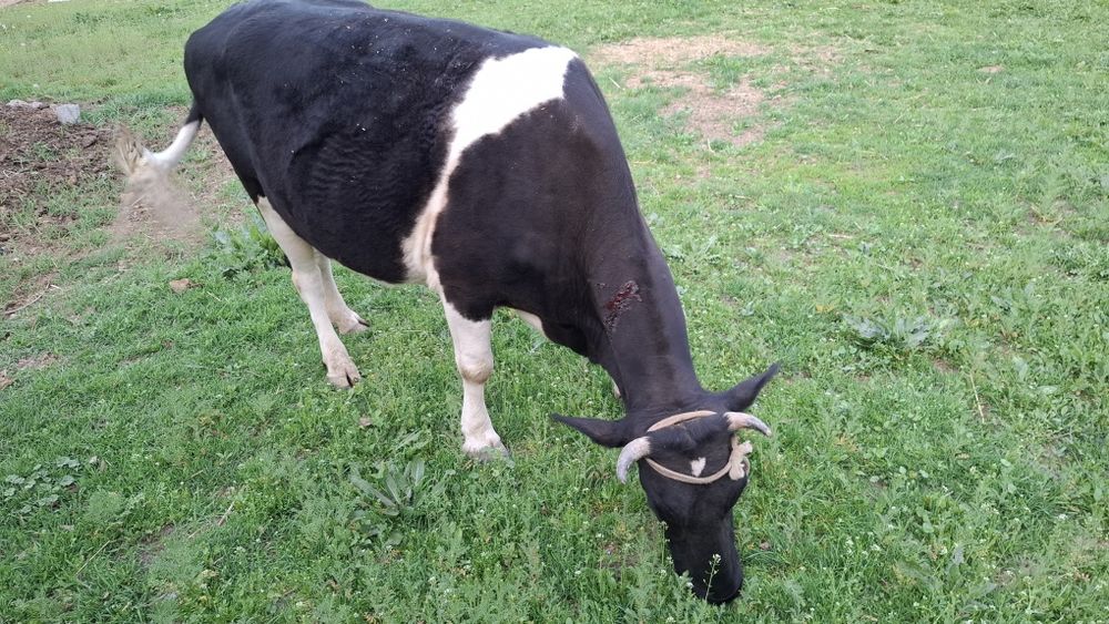 Буаз сиыр сатылады