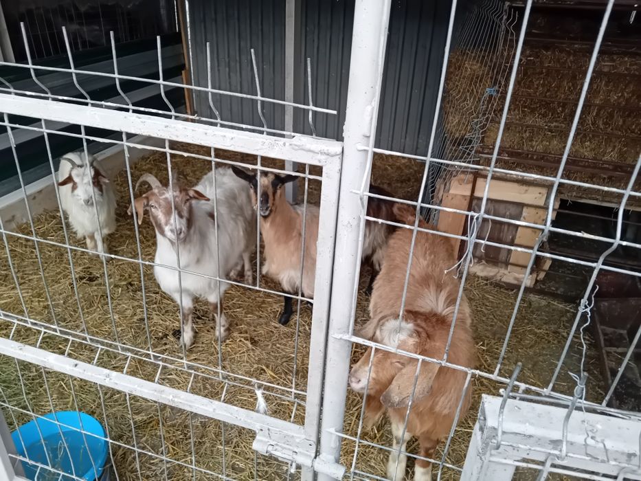 Capre si țap anglonubian