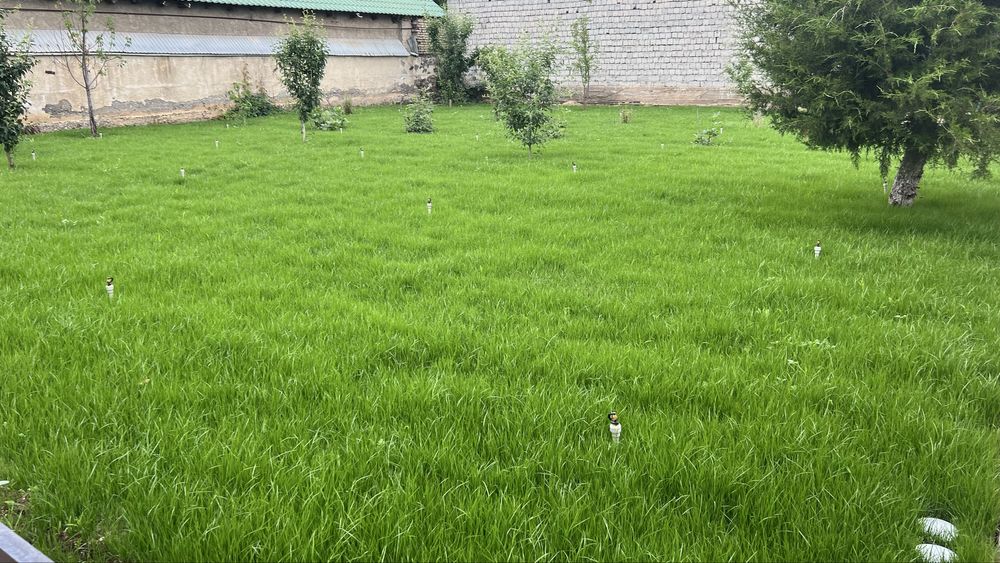 Газон и Автополив