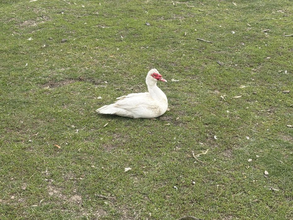 Rate mute de canzare