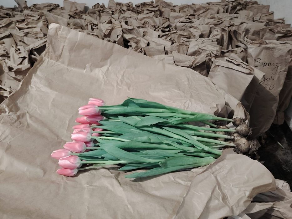 Тюльпаный по оптоврй цене