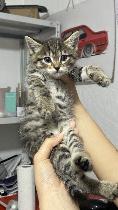 Отдам котят в добрые руки