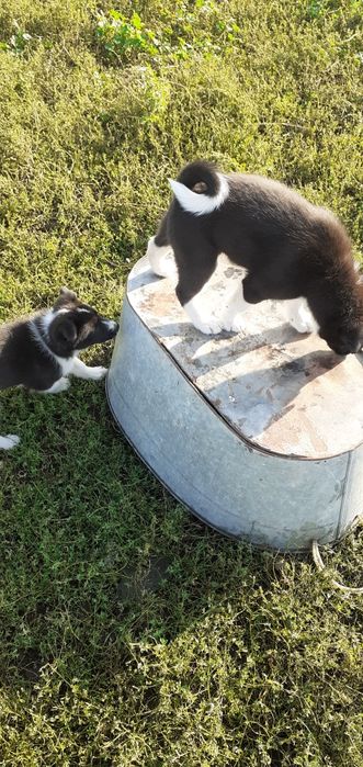 русско европейские щенки