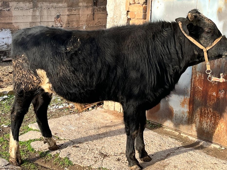 Семіз бұқа сатылады