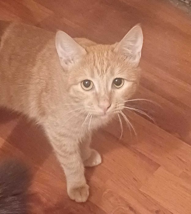 В добрые ответственные руки