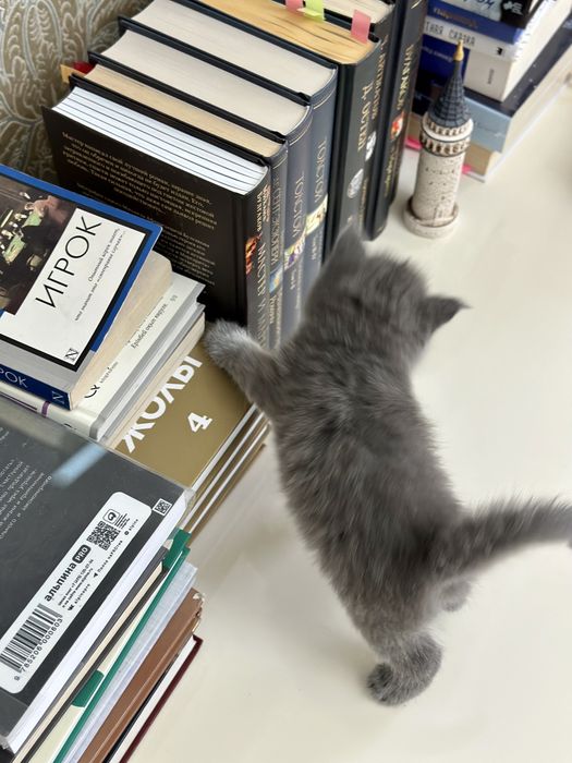 Котята вислоухие