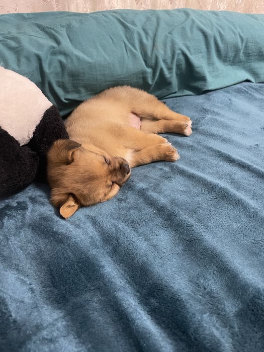 Vand catelus sau donez