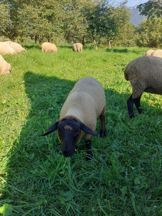 Miei de vânzare Suffolk