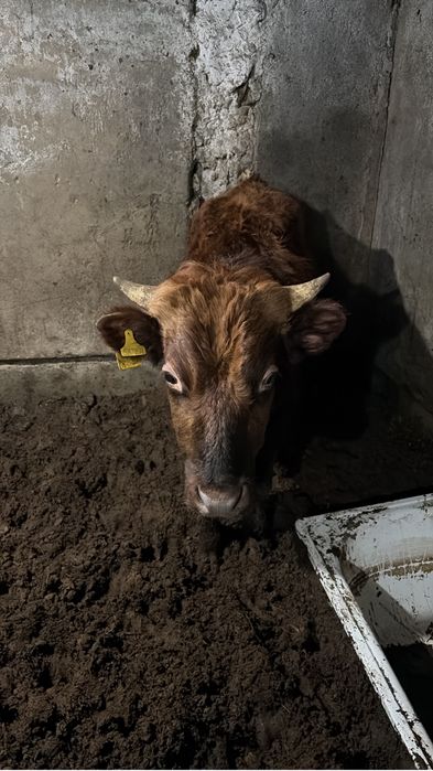 Продам бычков…..