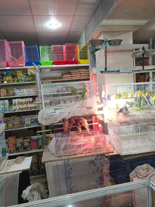 Товары для животных