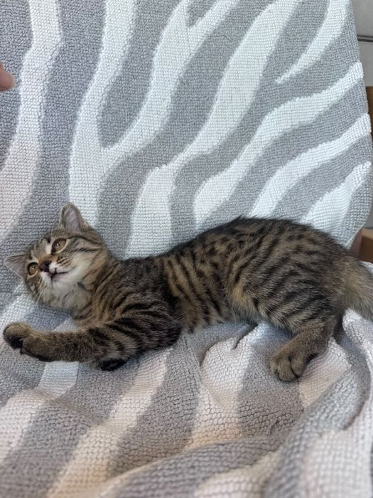 Котик мальчик 3 месяца