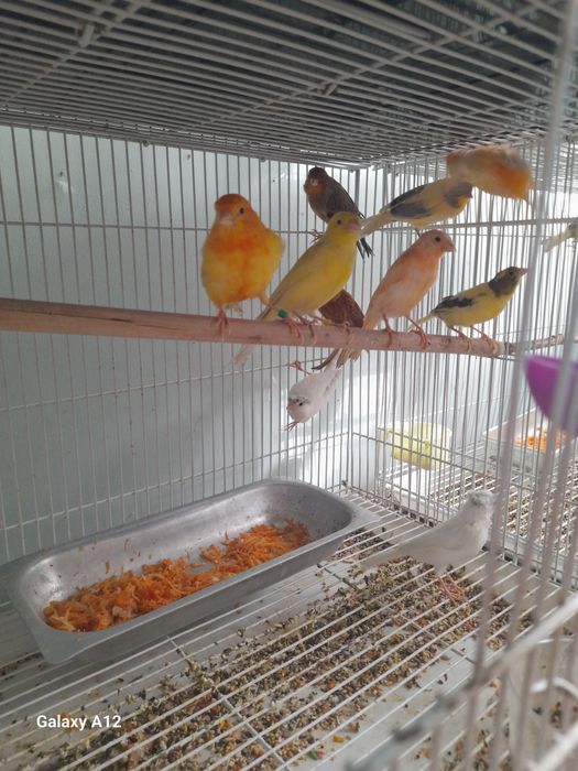 Канарейкалар сотилади.