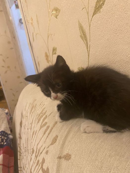 Отдам котят в хорошие руки