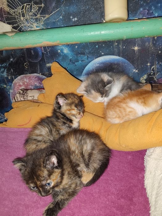 Отдам котят красивые игривые