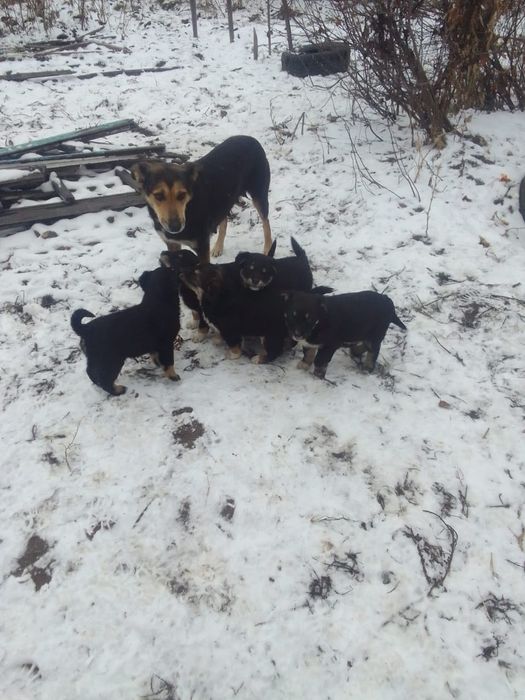 щенки,щенята, дети собак