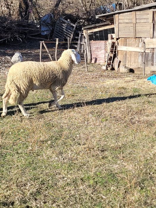 Berbec bergamasca de vanzare