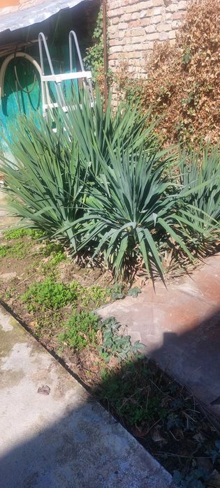 Комнатные растения