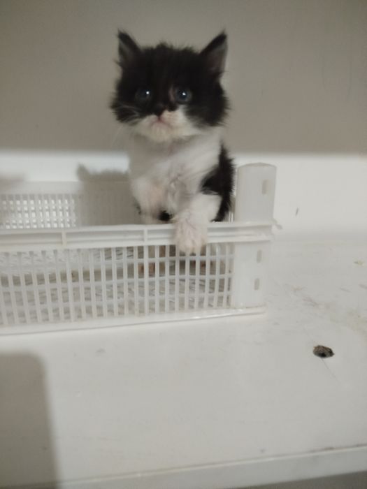 Котята смесь с британским