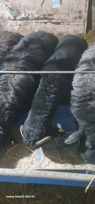 Маросимларга ва гушга куй