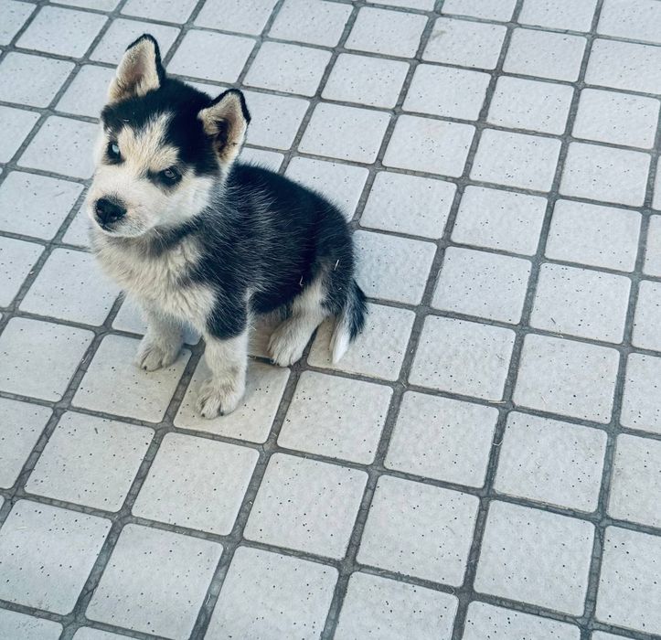 Продаю Хаски 2 месяца