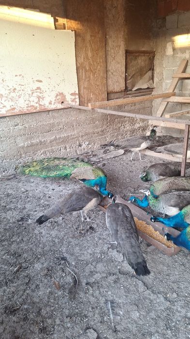 vând păuni 5 perechii