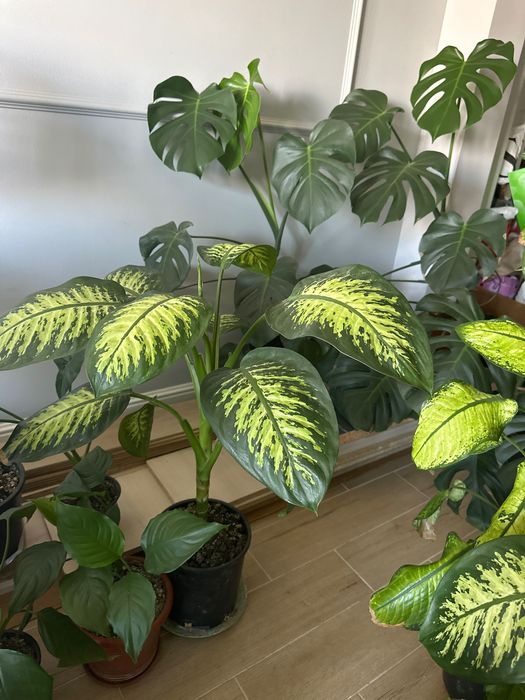 Plante apartament