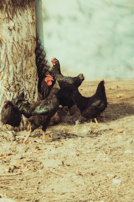 Продается объектив fujinon 50-140мм