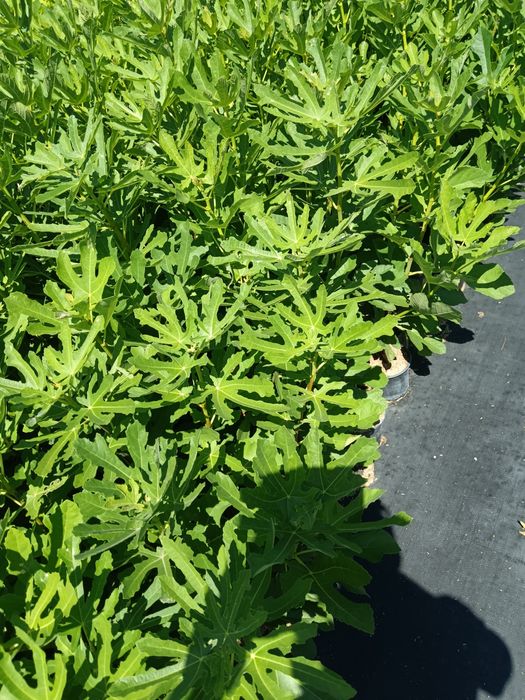 Смокини мичуринска .и черна